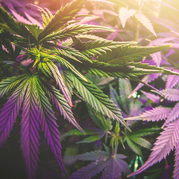 Indica Dominant